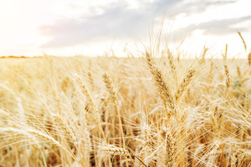 Wheat field. Ears of golden wheat close up. Beautiful Nature Sunset Landscape. Rural Scenery under Shining Sunlight. Background of ripening ears of wheat field. Rich harvest Concept.
