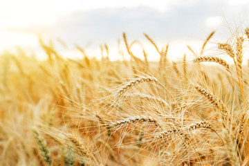 Wheat field. Ears of golden wheat close up. Beautiful Nature Sunset Landscape. Rural Scenery under Shining Sunlight. Background of ripening ears of wheat field. Rich harvest Concept.