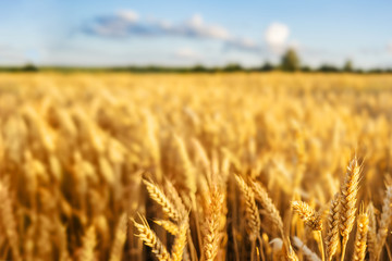 Wheat field. Ears of golden wheat close up. Beautiful Nature Sunset Landscape. Rural Scenery under Shining Sunlight. Background of ripening ears of wheat field. Rich harvest Concept.