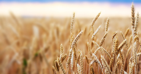Wheat field. Ears of golden wheat close up. Beautiful Nature Sunset Landscape. Rural Scenery under Shining Sunlight. Background of ripening ears of wheat field. Rich harvest Concept. © Nadya Vetrova