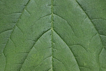 Obraz premium Blattstruktur