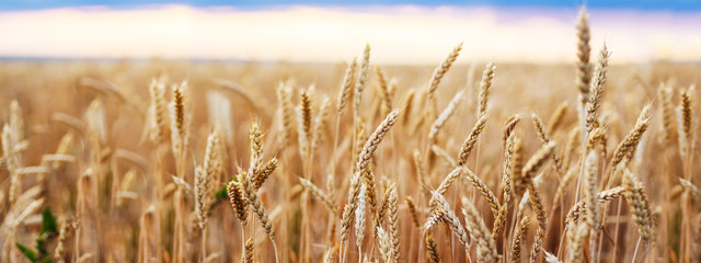 Wheat field. Ears of golden wheat close up. Beautiful Nature Sunset Landscape. Rural Scenery under Shining Sunlight. Background of ripening ears of wheat field. Rich harvest Concept. - obrazy, fototapety, plakaty