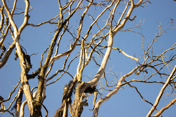branches of a tree