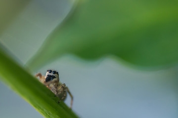 Springspinne 3