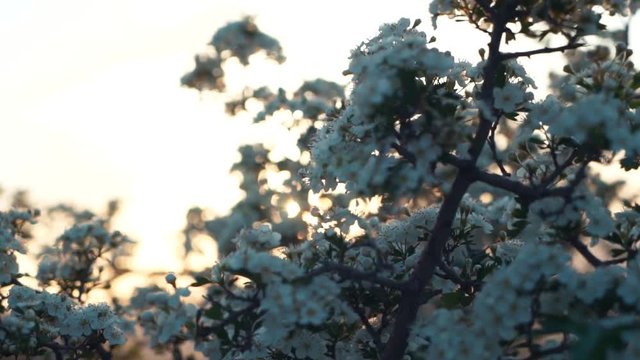 Blooming tree on sunset. White flowers on a branch in the spring park