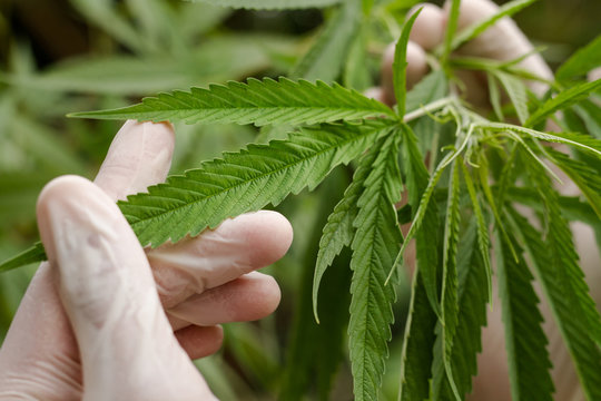 Scientist checking and analizing hemp plants leaf in a greenhouse. Cbd oil, medicine and pharmaceutical industry concept.