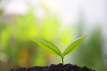Small tree sapling plant planting with dew
