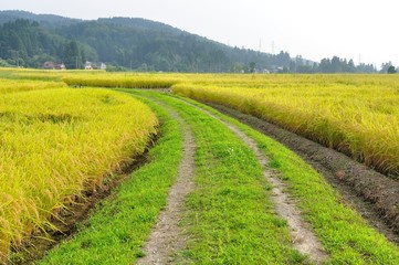 Fototapeta na wymiar Rice filed, the harvest season