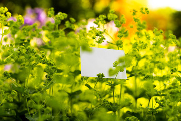 White blank business card on flowers background. Beautiful and fresh landscape.