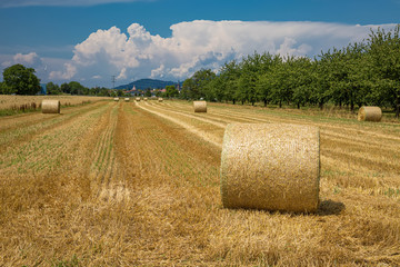 Strohrollen auf einem abgemähten Feld