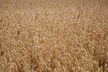 Hafer auf einem großen Feld