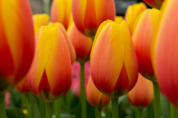 World peace tulips
