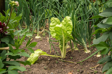 Swiss chard in the garden