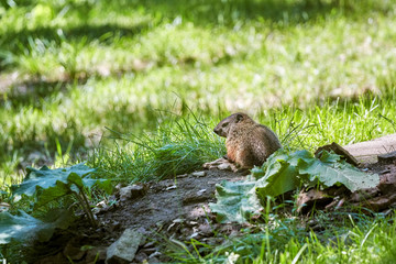 Little meadow vole (Microtus pennsylvanicus) standing on a wooden log on a green grass field