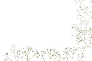 Fototapeta na wymiar Gypsophila flowers isolated on white background