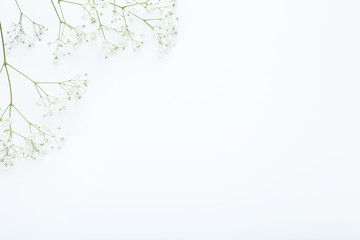 Gypsophila flowers on white background