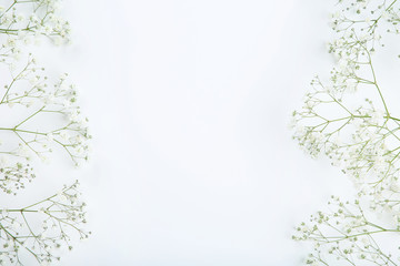 Gypsophila flowers on white background