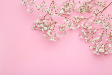 White gypsophila flowers on pink background