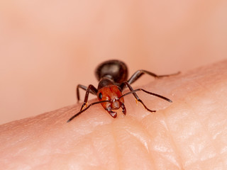 Western thatching ant, Formica obscuripes, biting a person's finger, front view