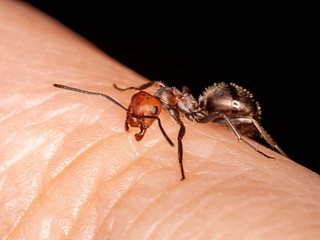 Western thatching ant, Formica obscuripes, biting a person's finger, 3/4 view 