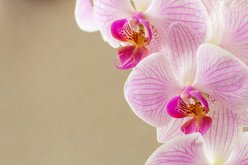 pink orchid on beige background