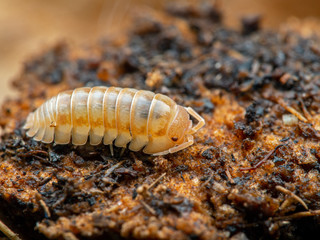 Terrestrial pill bug, Armadillidium nasatum, peach color phase, natural background, side view