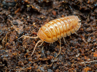 Terrestrial pill bug, Armadillidium nasatum, peach color phase, natural background, dorsal view