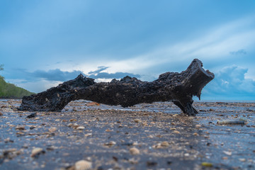 black timber on scattered shells on a black beach in Trat Thailand.