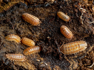 Group of terrestrial pill bugs, Armadillidium nasatum, peach color phase, under bark, dorsal view