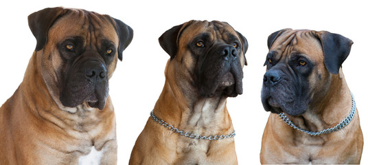  A rare breed of dog - the Boerboel (South African Mastiff). Three red dogs with amber eyes on a white background, isolated, close-up.