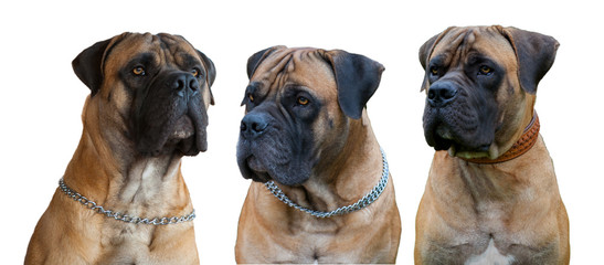  A rare breed of dog - the Boerboel (South African Mastiff). Three red dogs with amber eyes on a white background, isolated, close-up.