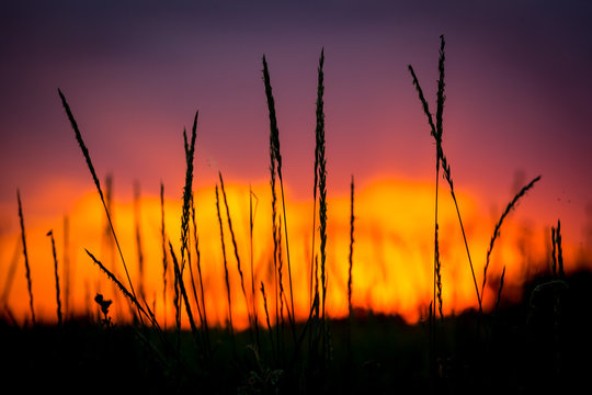 view through grass to sunset in sky