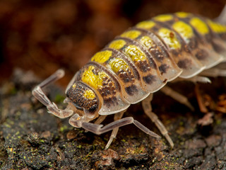 painted woodlouse, Porcellio haasi, high yellow color phase, on bark, close-up side view
