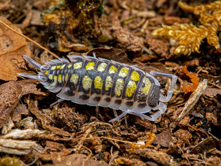 painted woodlouse, Porcellio haasi, high yellow color phase, on bark, dorsal view