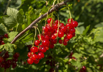 Bunches of red currant on a branch in the garden