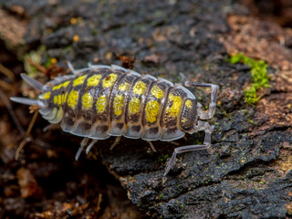 painted woodlouse, Porcellio haasi, high yellow color phase, on bark, dorsal view