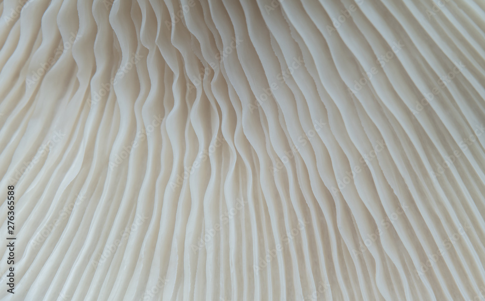 Wall mural beautiful macro mushroom texture nature background. using idea design pattern wallpaper concept natu