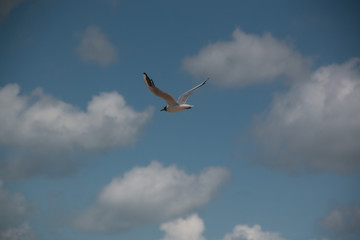 Soaring, white Seagull against the blue sky, on the sea of Azov
