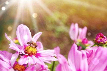 Blumenwiese - Hintergrund - Frühling - Sommer Blumen Wiese