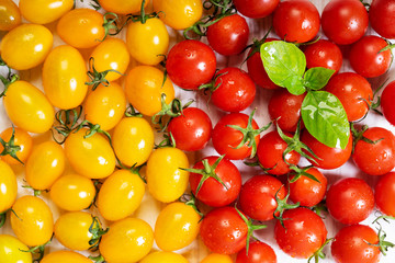 Juicy fresh red and yellow tomatoes