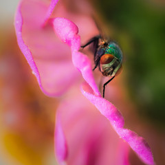 Fliege hinter Blume