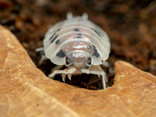 Terrestrial sow bug, Porcellio laevis, dairy cow color phase, natural background and leaf, face view