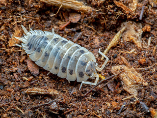 Terrestrial sow bug, Porcellio laevis, dairy cow color phase, natural background, dorsal view