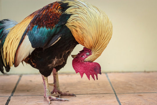 Colorful red bantam chicken