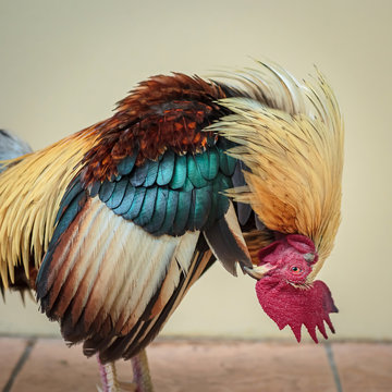 Colorful Red Bantam Chicken