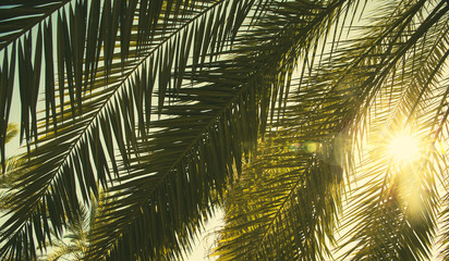 Date palm tree close up with sunlight seen through the leaves. Beautiful nature bakground