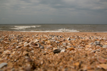 Fototapeta na wymiar Shells close-up on the shore of the sea of Azov