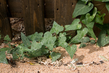 Ivy climbing plant on a brown, wooden fence