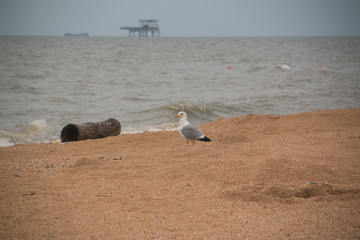 seabirds, seagull standing on the sandy shore of the azov sea