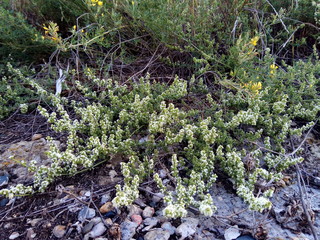 green moss on a tree